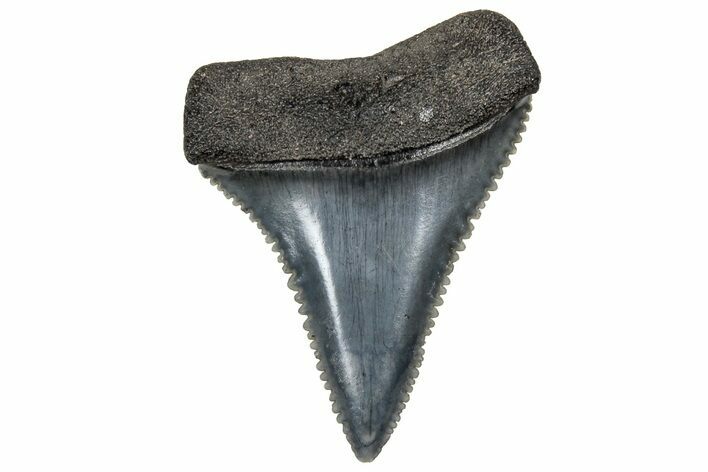 Serrated, Fossil Great White Shark Tooth - South Carolina #328911